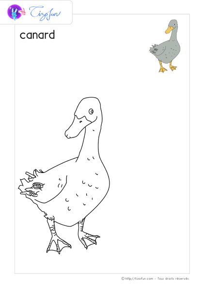 animaux-ferme-dessin-a-colorier-canard-coloriage