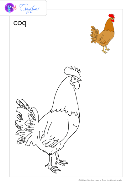 animaux-ferme-dessin-a-colorier-coq-coloriage-43