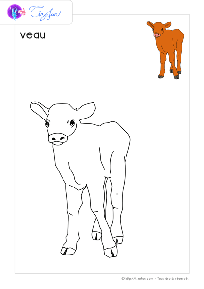 animaux-ferme-dessin-a-colorier-veau-coloriage