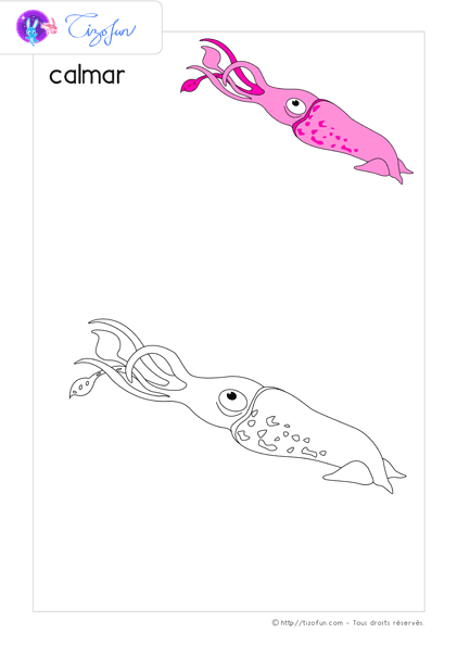 coloriage-animaux-marin-calmar