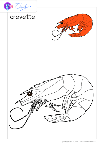 coloriage-animaux-marin-crevette
