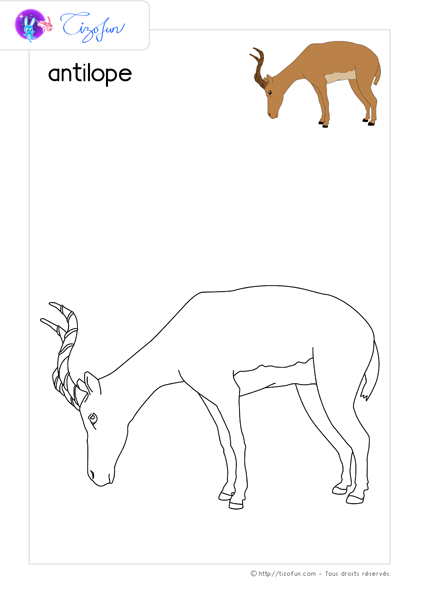 coloriage-animaux-sauvages-dessin-antilope