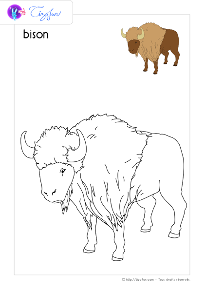 coloriage-animaux-sauvages-dessin-bison