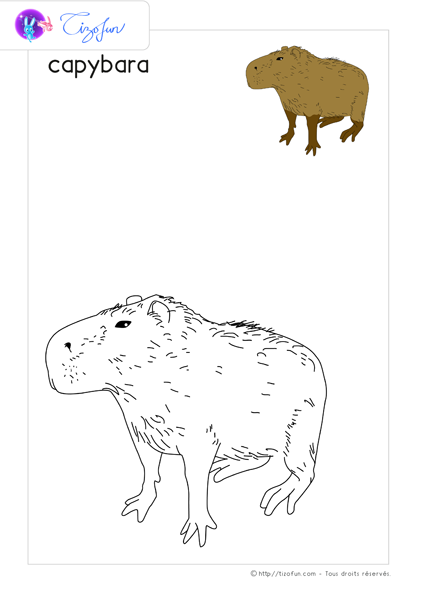 coloriage-animaux-sauvages-dessin-capybara