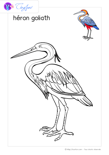 coloriage-oiseaux-dessin-heron-goliath