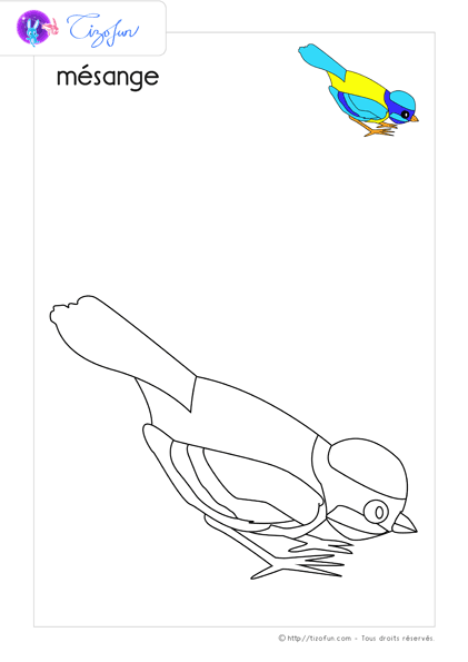 coloriage-oiseaux-dessin-mesange