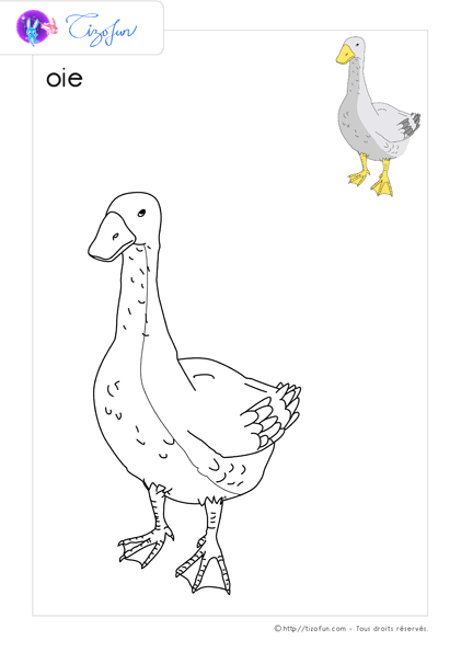 coloriage-oiseaux-dessin-oie