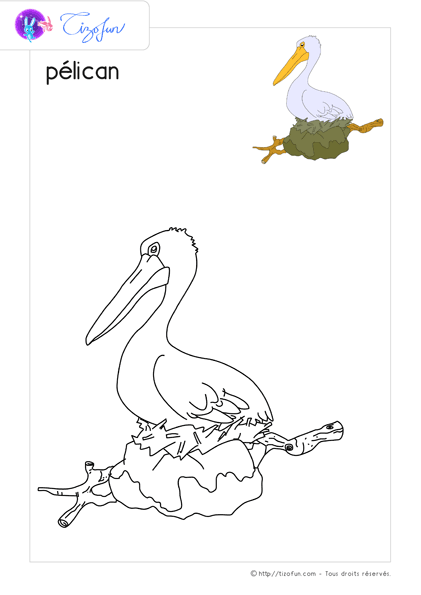 coloriage-oiseaux-dessin-pelican