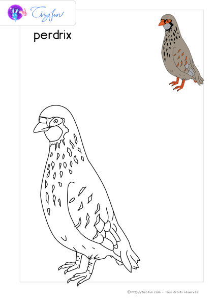 coloriage-oiseaux-dessin-perdrix