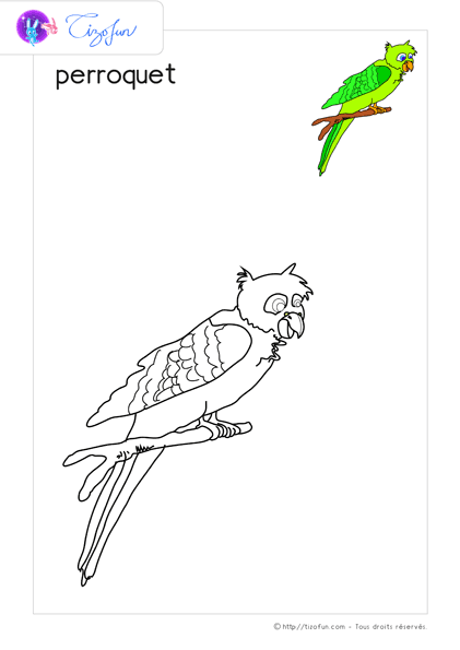 coloriage-oiseaux-dessin-perroquet
