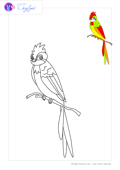 coloriage-oiseaux-dessin-perruche-02-2