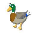 le canard