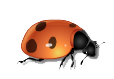 la coccinelle
